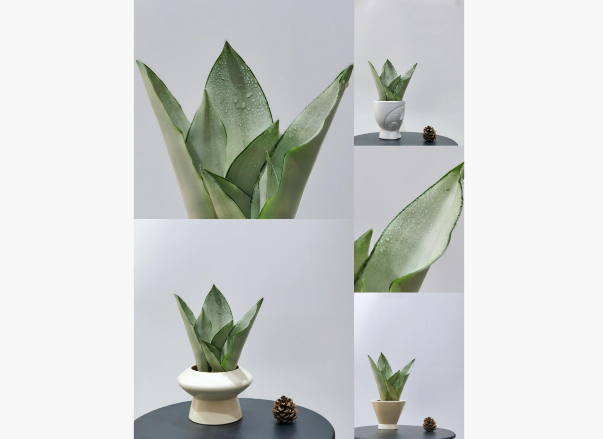 新真皮床气味处理消除